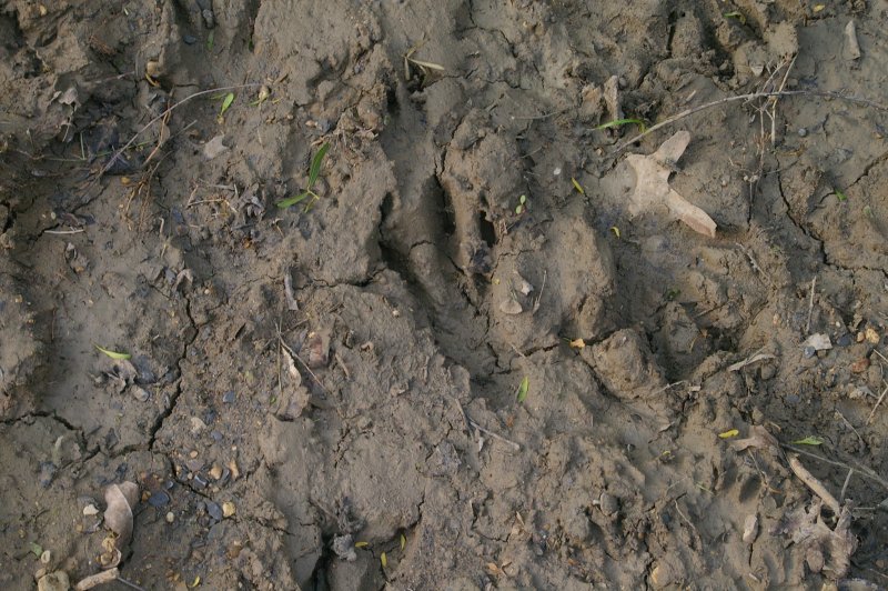 Beaver Footprints