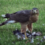 Cooper's Hawk - Suburban Hunt