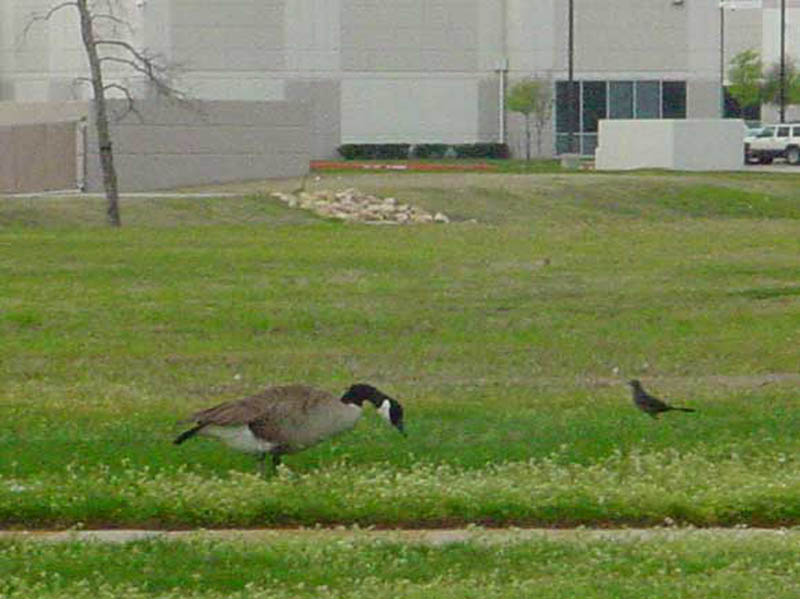 Another shot of the Canada Goose eating grass. That's a female Great-tailed Grackle in the background.