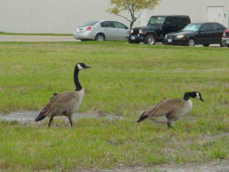 This pair of Canada Geese were very tame. I was able to approach within 10 to 15 feet for this shot. 