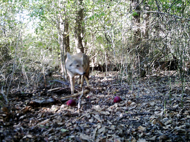 In this picture the Coyote emerges from behind the brush and cautiously approaches the apples. 