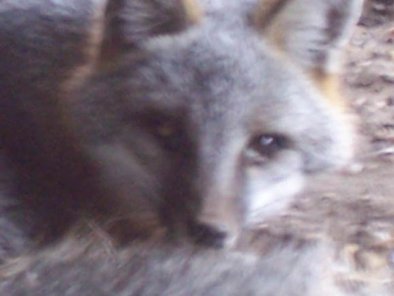 If you look closely at this photo you can see the heavy yellow discharge in the fox's eyes. His left eye is in especially bad shape. 