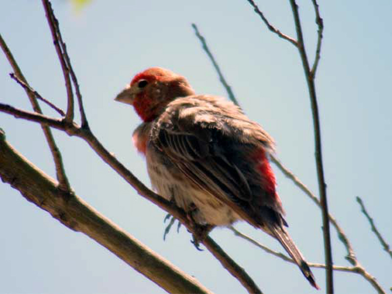 The House Finch's song is a joyous warble. These flighty birds move around frequently, never staying in one spot for long. This male finch is puffing up his feathers in preparation for preening.