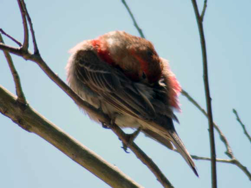 Birds have an amazing ability to contort their bodies in order to thoroughly groom themselves. This little House Finch has twisted his head all the way around in order to reach the feathers on his back. 