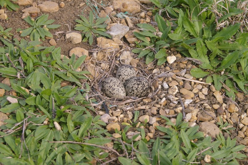 A Killdeer nest located on the ground in in a patch of gravel. 