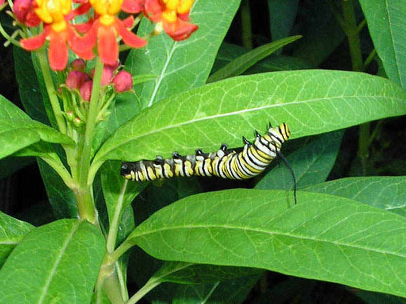 Monarch Butterfly – Caterpillar