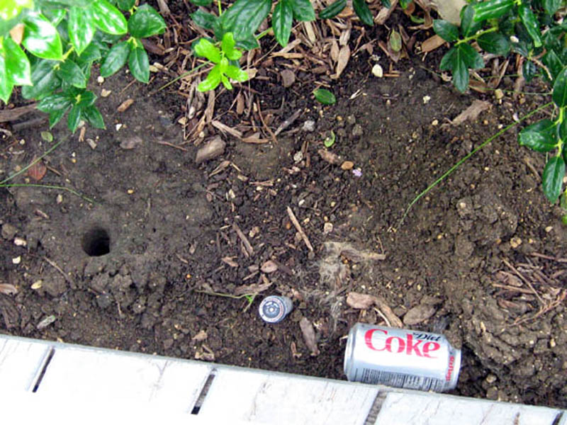 Two more Parkhill Prairie Crayfish burrows. The one on the left is open and without a chimney, and the one on the right (just above and to the right of the coke can) has a small chimney and is capped.