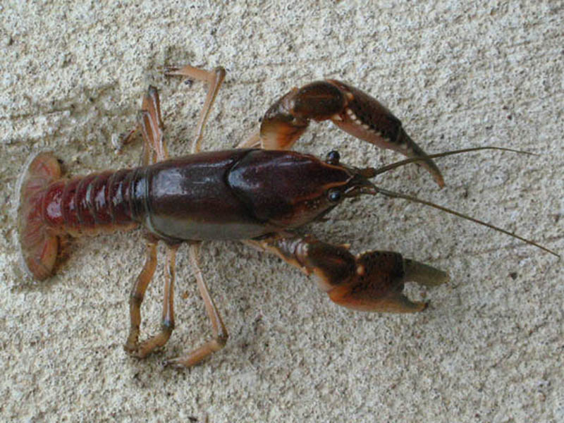 I found this crayfish walking through the grass near his burrow.With this live specimen in my possession, I felt that I would finally be able to identify this species. Unfortunately, I was unprepared for the challenges involved in identifying crayfish species. It seems that crayfish in general,and crayfish in Texas in particular, are poorly documented. 