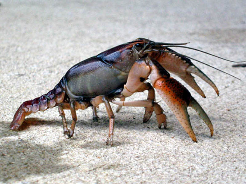 Barely noticeable in this photograph is the yellow border around the rostrum (the portion of the carapace that extends between the eyes). Also notice how small the tail is on this specimen. It appears to be almost vestigial, possibly a testament to the more terrestrial lifestyle of this particular species of crayfish. 