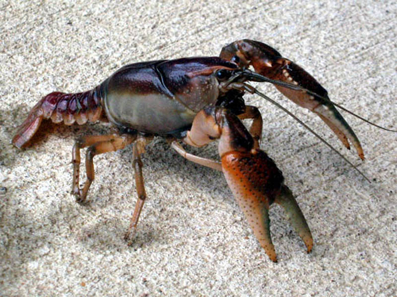 The Parkhill Prairie Crayfish I found were located in Denton County just to the west of Collin County in an area where they are not documented to exist. 