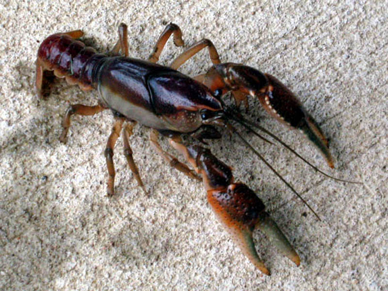The distinctive yellow border around the rostrum of the Parkhill Prairie Crayfish is more apparent in this photograph. 