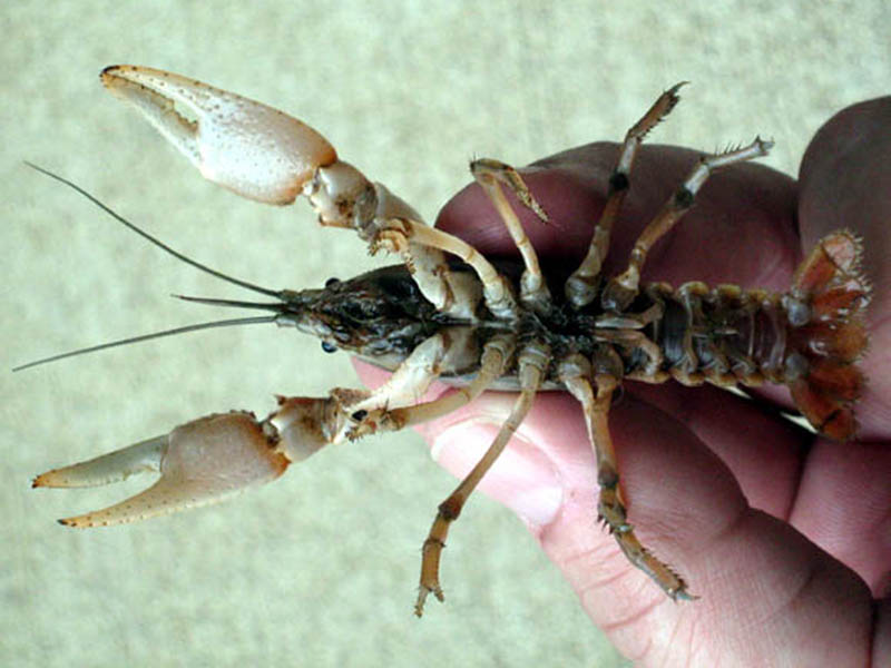 This is a nice photograph of the underside of a Form I Male Parkhill Prairie Crayfish.  Notable here are the location of the gonopods which are key to making a positive identification of this species of crayfish.  The gonopods are the first pair of pleopods (also known as swimmerets) on the crayfish's tail or abdomen. The gonopods have been specially modified for reproductive purposes.  The gonopods are held against the body of the crayfish between the first two pair of walking legs, and are covered by the second pair of pleopods which sit on top of the gonopods.  The second pair of pleopods are the structures visible between the last two pair of walking legs in this photograph. 