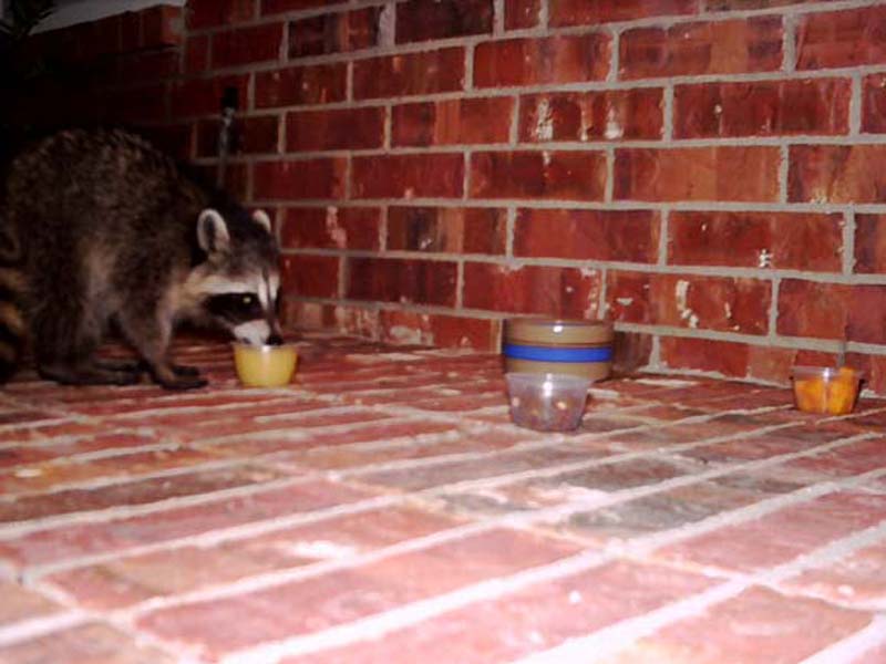 Every night, at around 3:00 am, the Raccoon pays our front porch a visit. He follows the same path in and out every time. Because of this, I believe he must spend his days under a construction trailer just behind our house. 