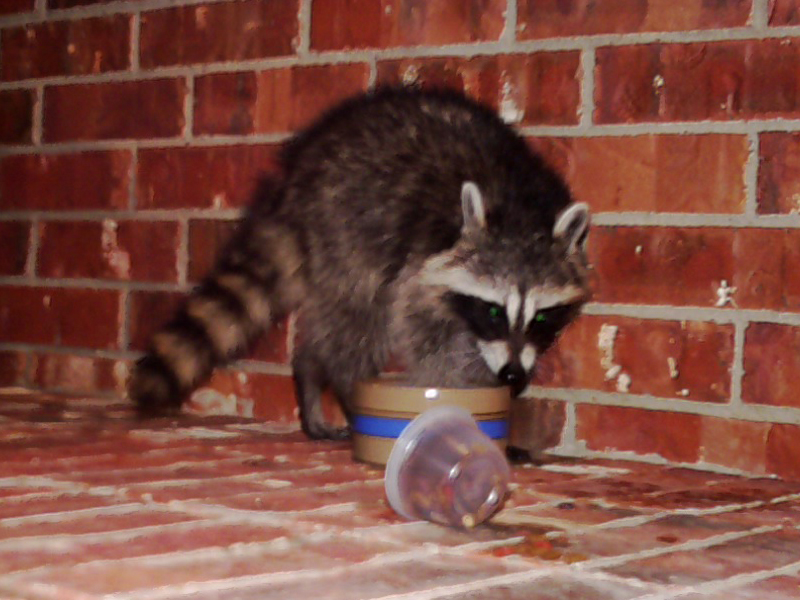 After eating just a bit of the dry cat food, the Raccoon went to the water dish and thoroughly wet his front paws.