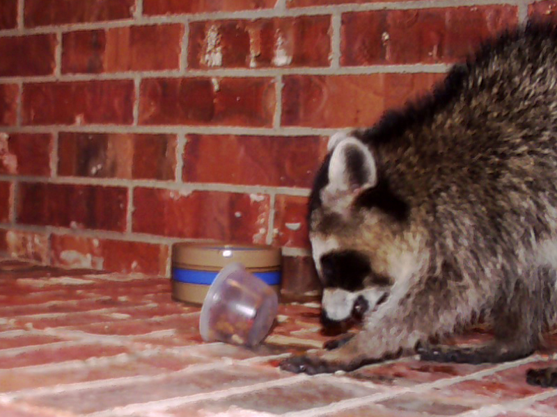 After wetting his front paws in the water dish, the Raccoon then began to knead the dry cat food, moistening it. 