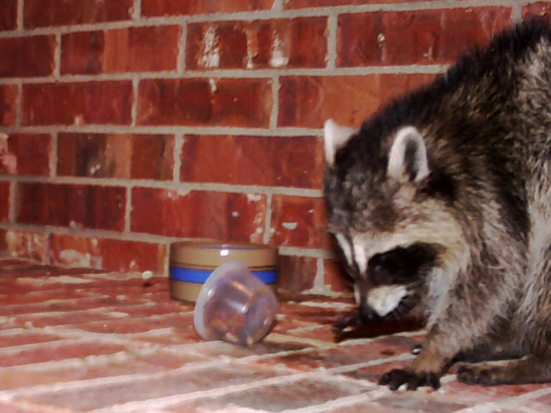 This is another view of the Raccoon moistening the dry cat food with his wet front paws before eating it.