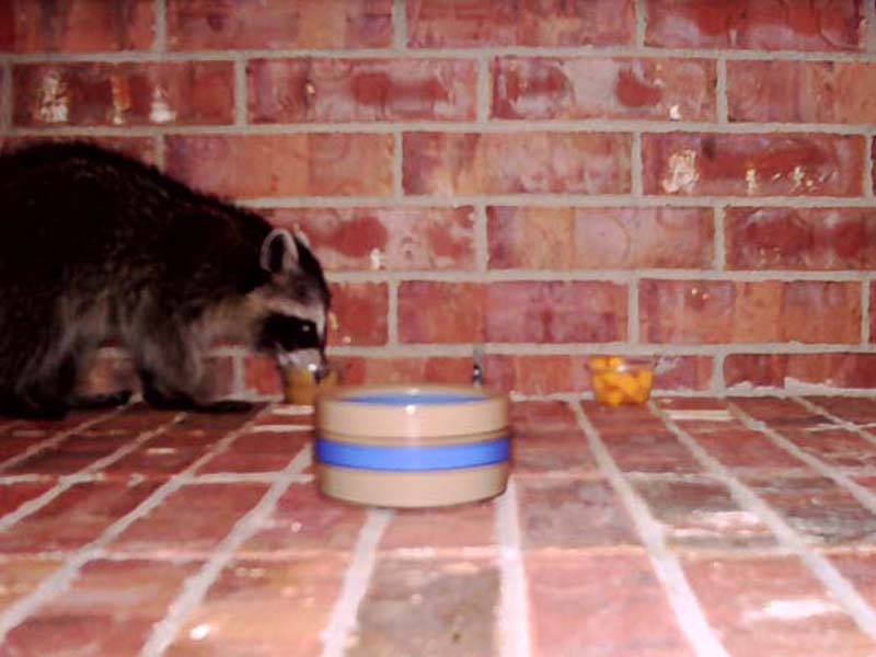 A few days after I first observed this juvenile Raccoon, I setup a scouting camera (an automatic camera with a motion detector) on my front porch, and baited it with applesauce, cheddar cheese cubes, and water.  In this picture he is eating applesauce. 