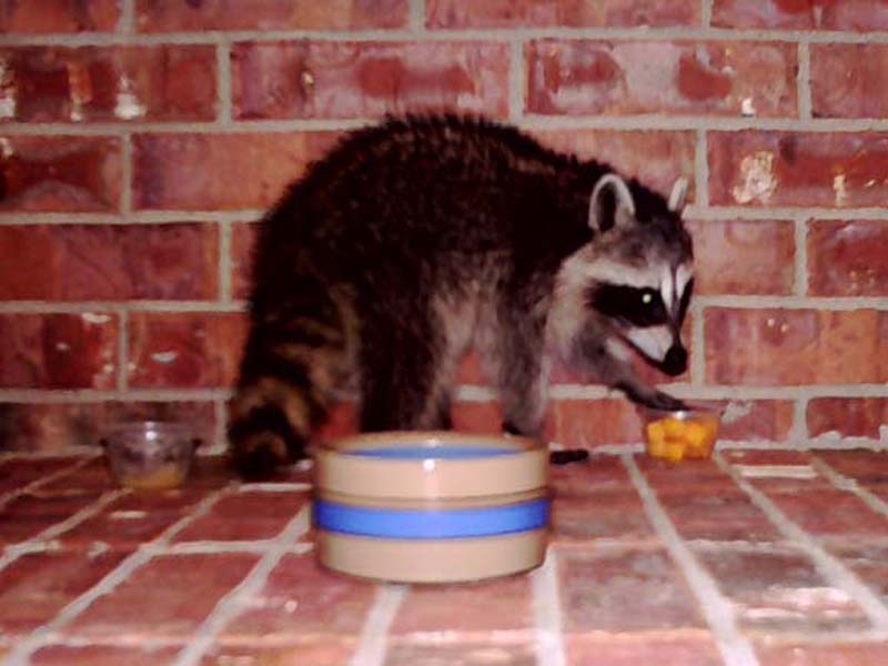 Minutes later the Raccoon moved on to the cheddar cheese cubes.