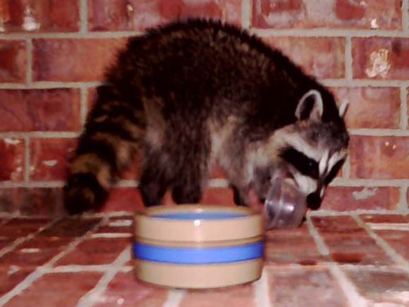 After just 10 minutes, the Raccoon had eaten all of the food I put out for him.