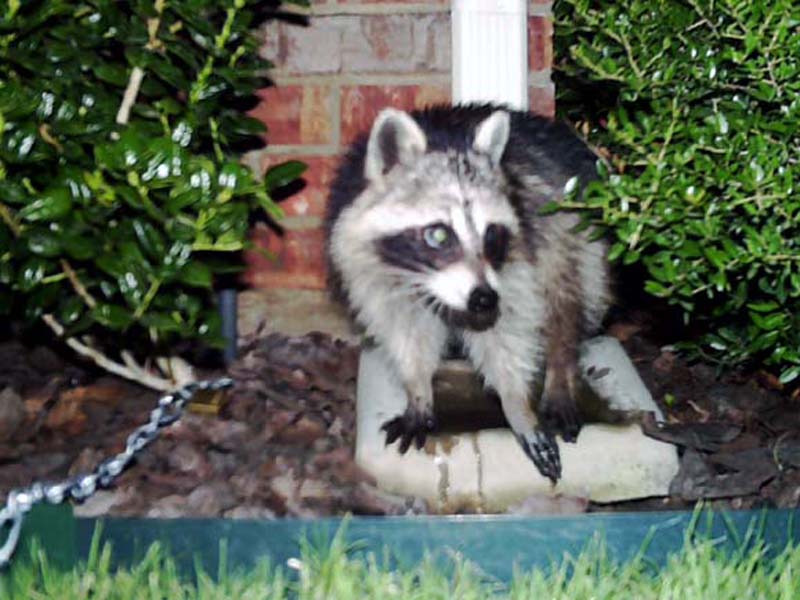 Ten minutes later the Raccoon has finished his meal of cheese and applesauce.