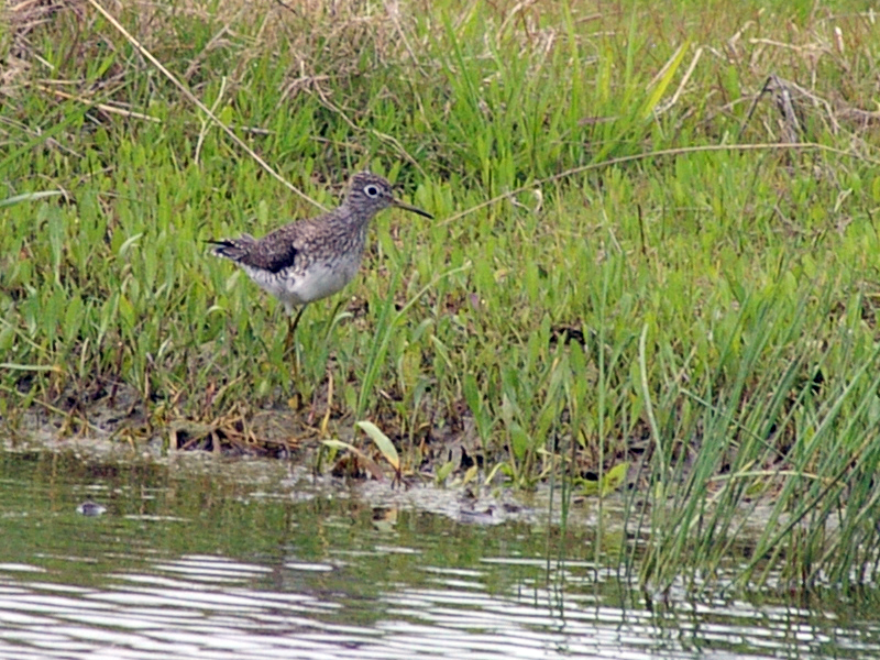 A Solitary Sandpiper patrol the edge of a small pond.