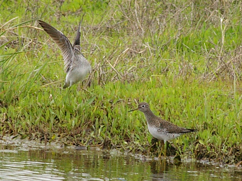 These two Solitary Sandpipers were together only briefly.