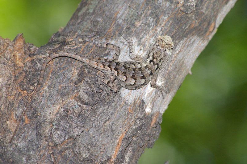 Texas Spiny Lizard - Camouflage 