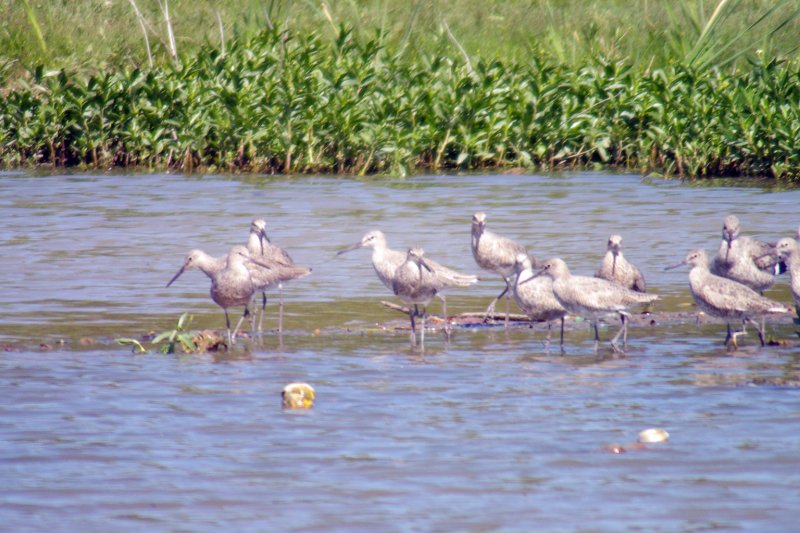 Willet – In a Shallow Pond