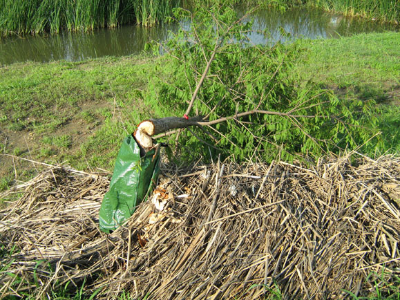 As you can see in this photograph, heavy spring rains caused flooding which washed enough debris up against the trunk of this tree to provide a ramp of sorts that the Beavers wasted no time in exploiting. With the ramp of reeds and other refuse in place, the Beavers were able to access the tree trunk just above the protective Gator Bag, and they took the tree down over the course of a single night.