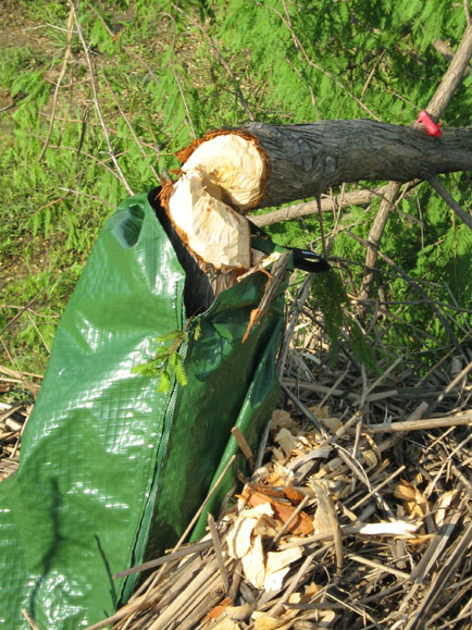 Here is a closeup of the Beaver's handy work. Notice how the Beaver took the tree down by attacking the trunk immediately above the top of the Gator Bag. Also note the wood shaving collected around the base of the tree.