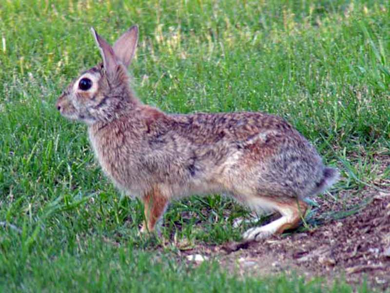 As I continued to approach this rabbit he briefly considered fleeing. I stood still for a minute or two and the rabbit relaxed.