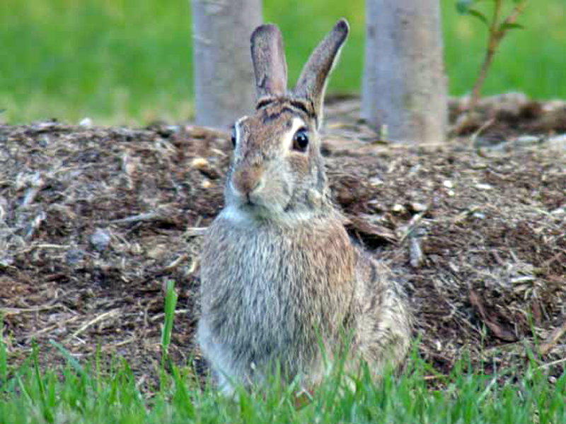 One last shot of the third Cottontail. By the time I took this picture I had closed to within 8 to 10 feet of the rabbit. He was very comfortable with my presence.