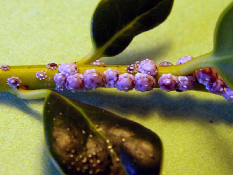 Adult and juvenile Florida Wax Scales on the stem of a Dwarf Buford Holly. Note the drops of honeydew secreted by the Florida Wax Scales on the surface of the bottom leaf.