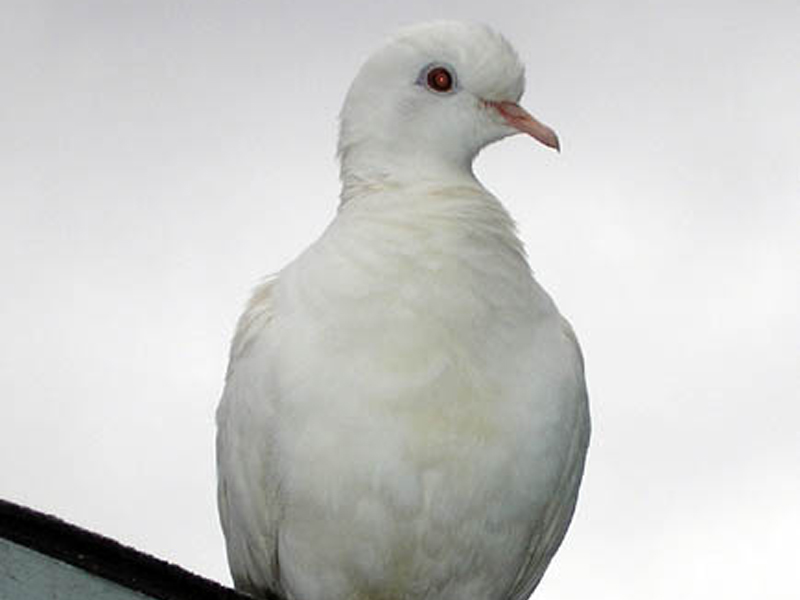 A nice closeup picture of the albino Mourning Dove.