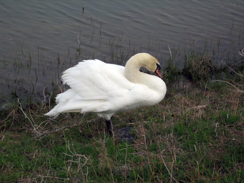 At one point, one of the Mute Swans left the water to get closer to me.