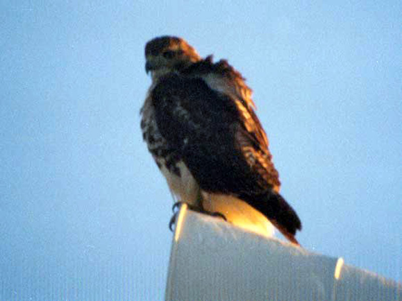 Red-tailed Hawk - Civil Defense Siren