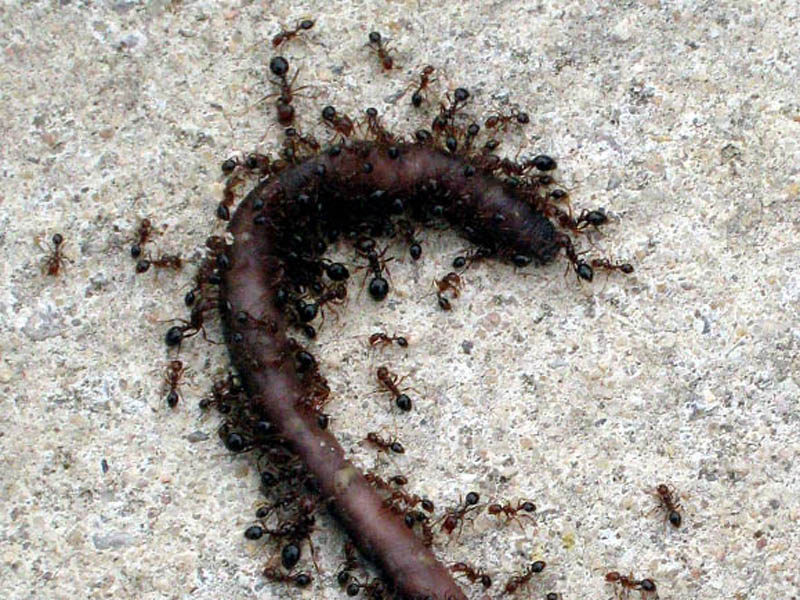 Image result for dead earthworm
