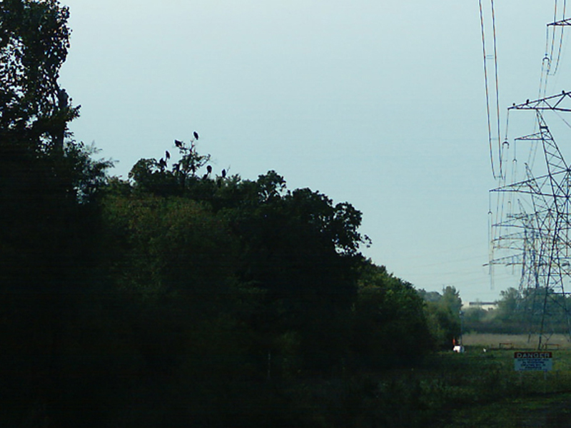 Another group of Turkey Vultures in the trees just to the east of the power line towers. 