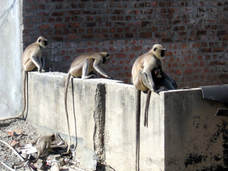 Black-faced Monkeys in Ahmedabad, India