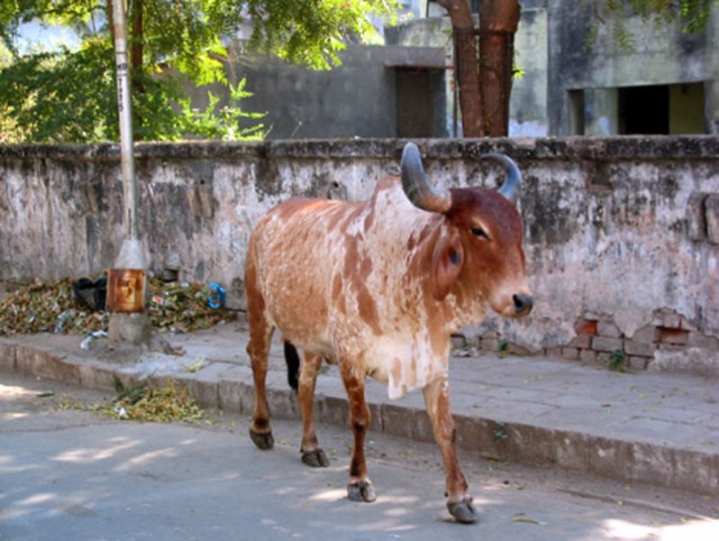 Cow in Ahmedabad, India