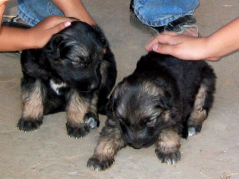 Puppies in Ahmedabad, India