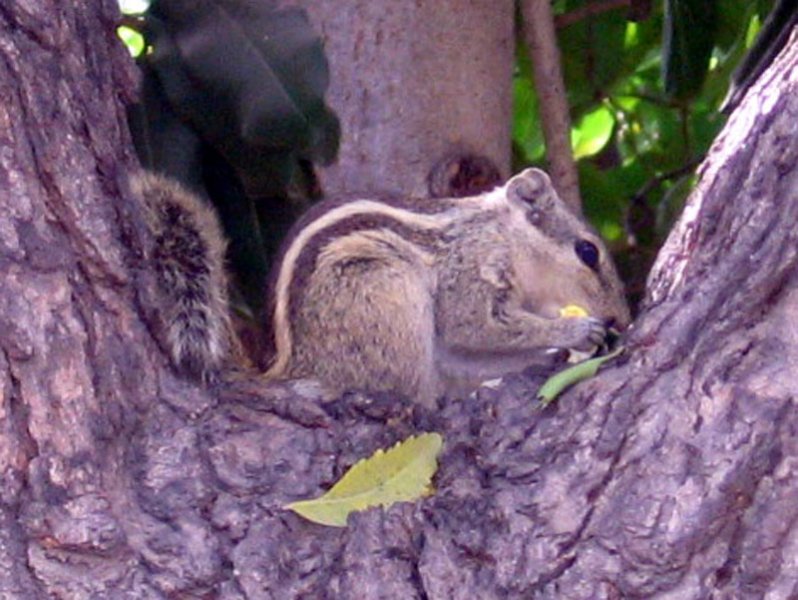 Squirrel in Ahmedabad, India