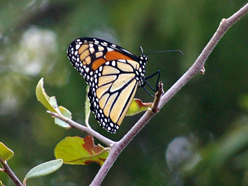 Monarch Butterfly - Fall Flyby