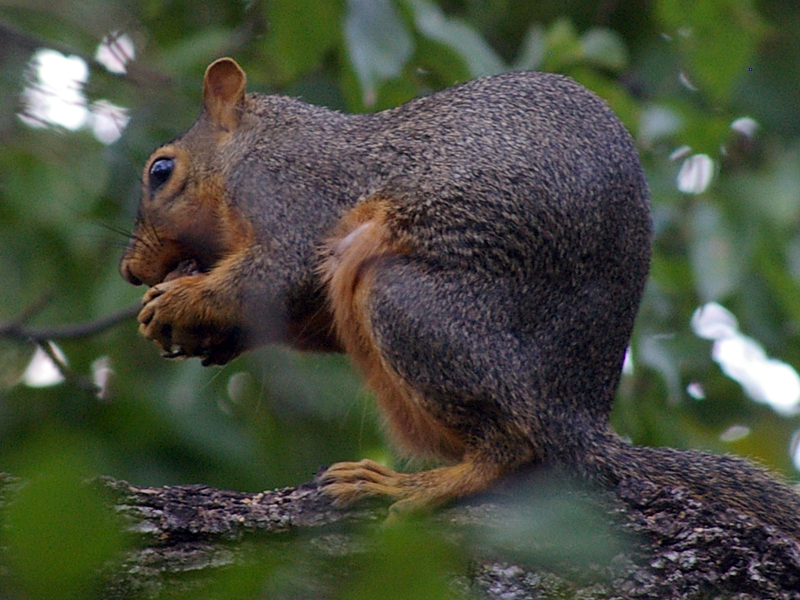 Fox Squirrel – Crunching All Around