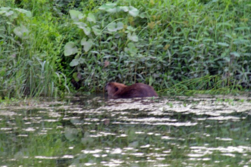 A closer look at the urban Beaver.