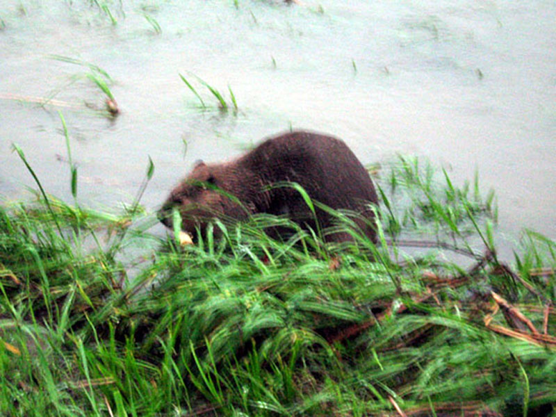 Notice the white colored object near his mouth. This is the piece of wood that was the focus of the Beaver's attention during much of this observation.