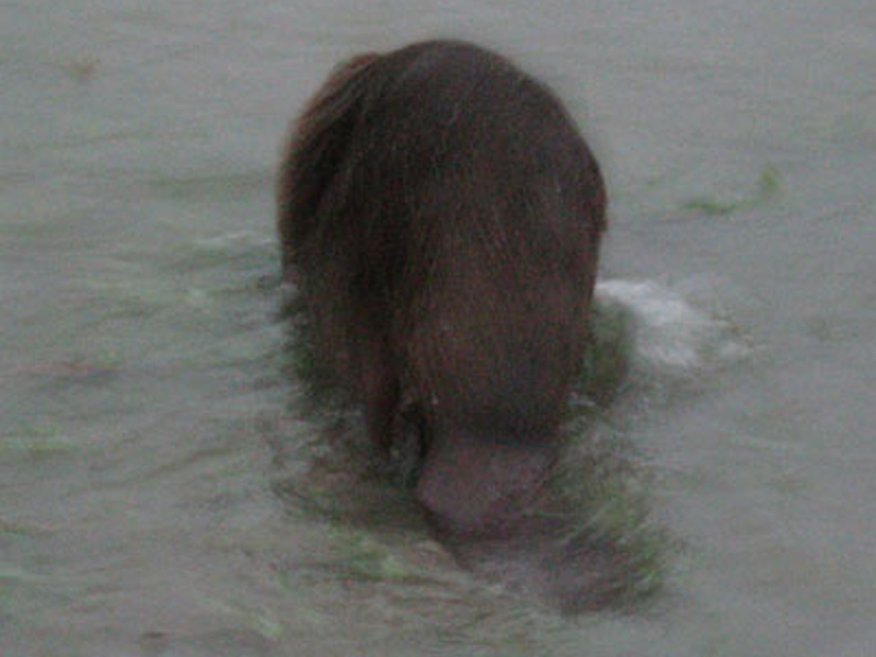 I managed one last shot as the Beaver tuned into the water, and finally secured the verification of the animal's identity that I needed. Note the unmistakable broad, flat tail that proves unequivocally that this animal was indeed a Beaver.