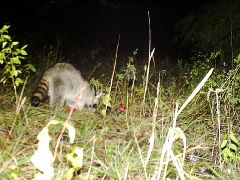 For this series of photos I set my scouting camera up in a heavily wooded location near The Colony by the southeast end of Lake Lewisville. Once again I baited the camera with apples, and once again I quickly attracted Raccoons.