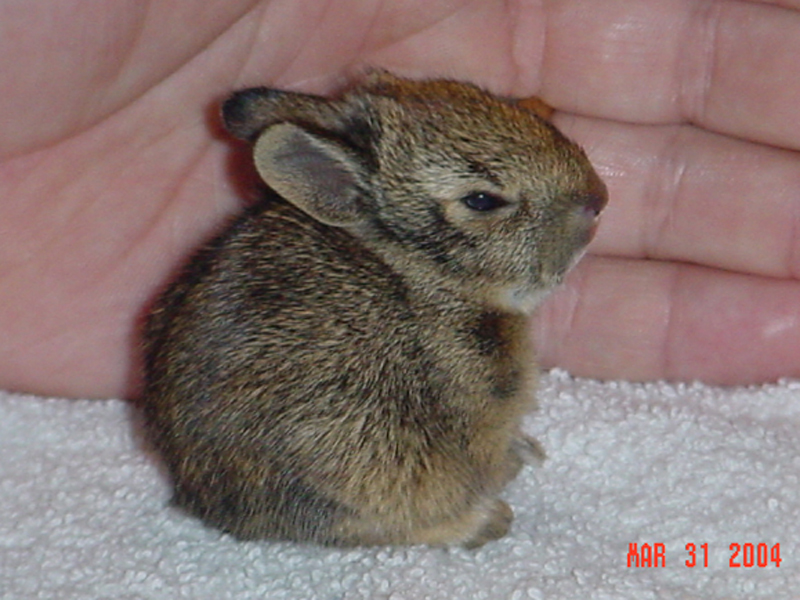 This baby Eastern Cottontail was rescued after a neighborhood cat ransacked its nest. The cat completely destroyed the rabbit's nest, leaving this baby as the only survivor. The rabbit's age in this picture is estimated at 7 to 10 days. He is approximately 3 inches in length, while measured in a normal seated position. His eyes and ears are open and his teeth are just beginning to emerge.