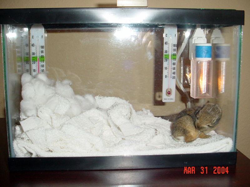 The individual who discovered this baby setup an incubator which included two night lights to provide warmth. It is reported that the baby rabbit spent most of its time huddled against the night lights, and that the warmth provided by these lights was probably key to the bunny's ultimate survival. Set up this way the incubator stayed at roughly 83 degrees on the warm side and 79 degrees on the cool side. The observer suggests that while this temperature range was sufficient for this bunny to survive, a slightly warmer temperature might have been more appropriate.